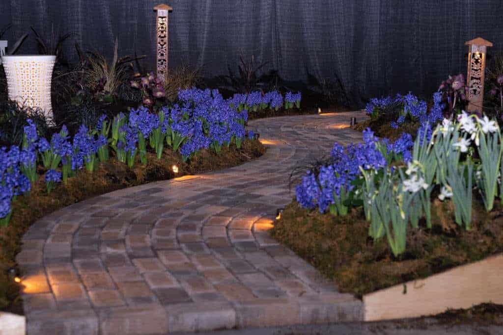 Pathways and Hyacinth
