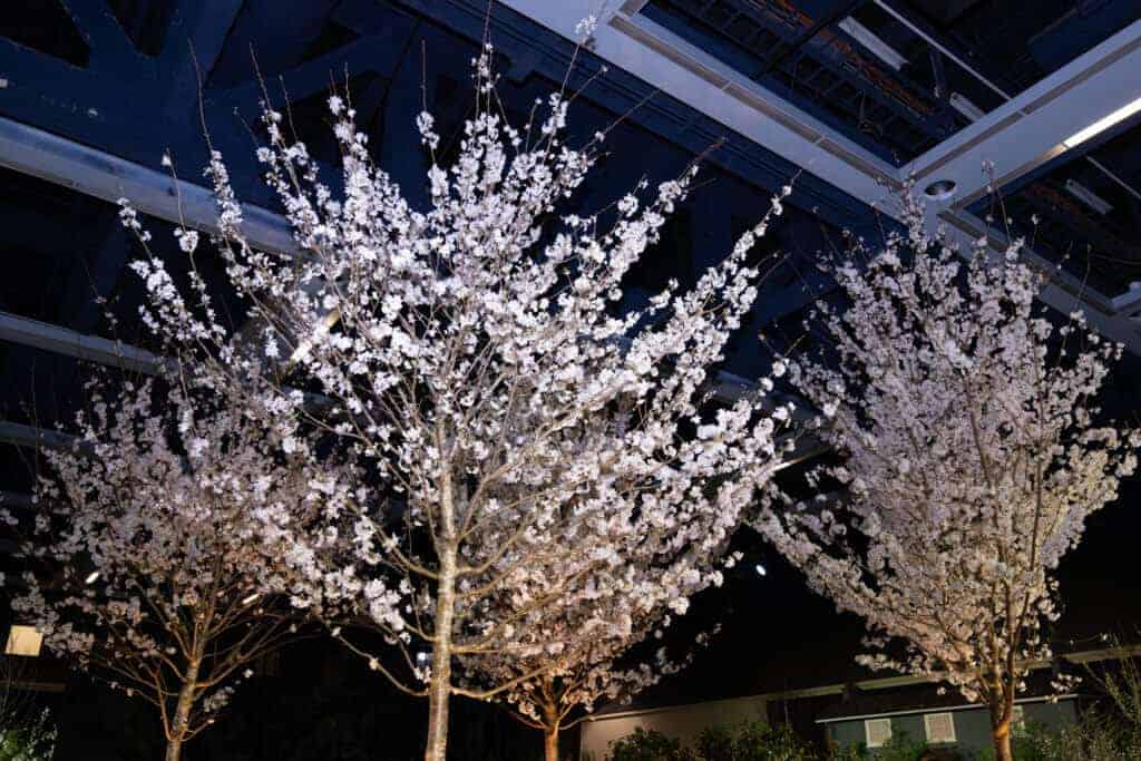 indoor cherry blossoms