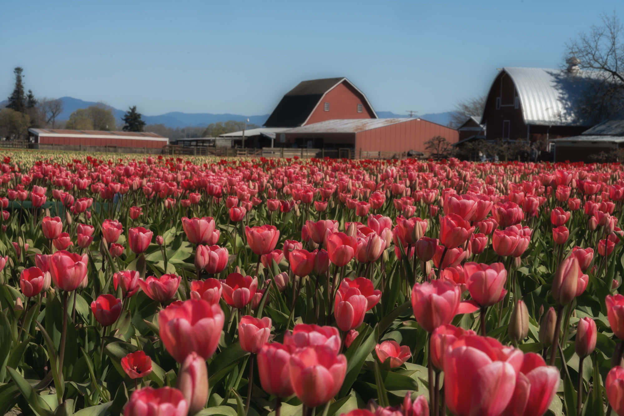 Tulips and Barn at Tulip Town