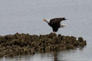 Bald Eagles at Big Beef Creek: “It’s that Seabeck time again.”
